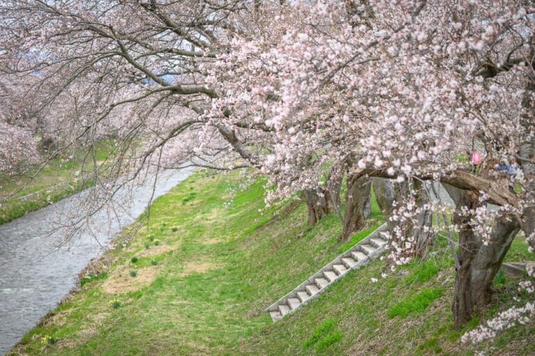 日本富山春之四重奏完整攻略|櫻花、雪山、鬱金香絕景與停車預約指南 1 日本富山-春之四重奏|櫻花、河、草地、階梯、樹木,沿著河岸綻放的粉白櫻花樹枝垂掛,綠草如茵的堤岸旁有一小段階梯通往水邊,整