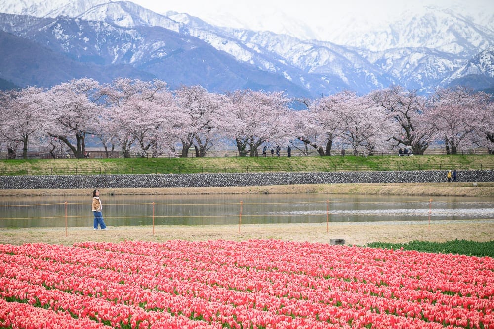 日本富山春之四重奏完整攻略|櫻花、雪山、鬱金香絕景與停車預約指南 3 日本富山-春之四重奏 如何不撲空四月限定絕景