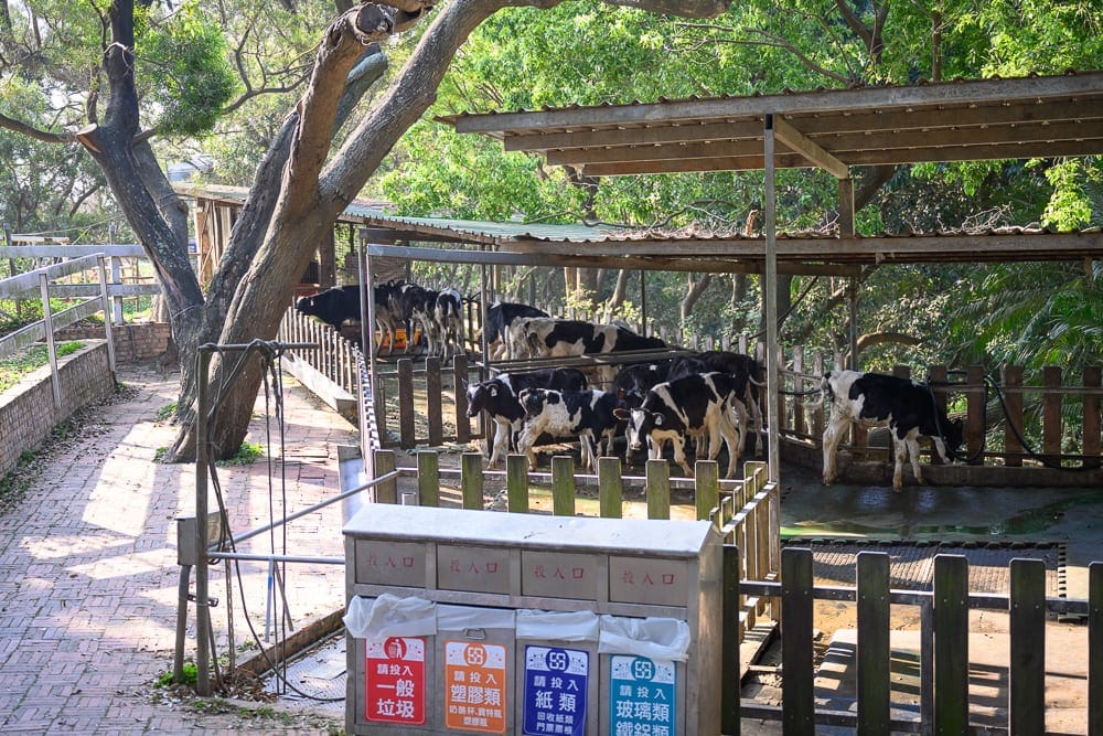 苗栗農場一日遊懶人包|4間親子牧場×香草莊園×動物互動推薦 13 四方鮮乳牧場