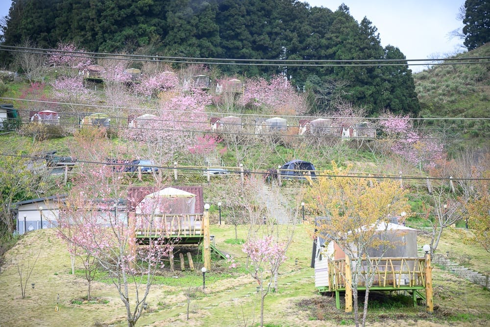 宜蘭採果農場懶人包|10+個季節限定體驗 21 玉蘭茶園