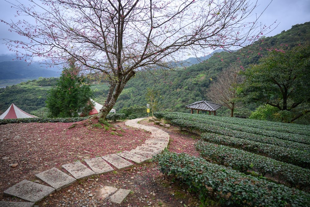 宜蘭採果農場懶人包|10+個季節限定體驗 20 玉蘭茶園