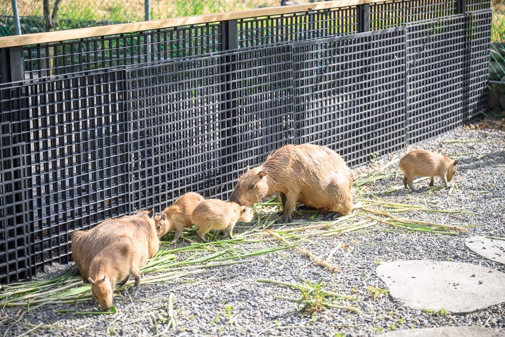 宜蘭採果農場懶人包|10+個季節限定體驗 6 稻庄休閒農場