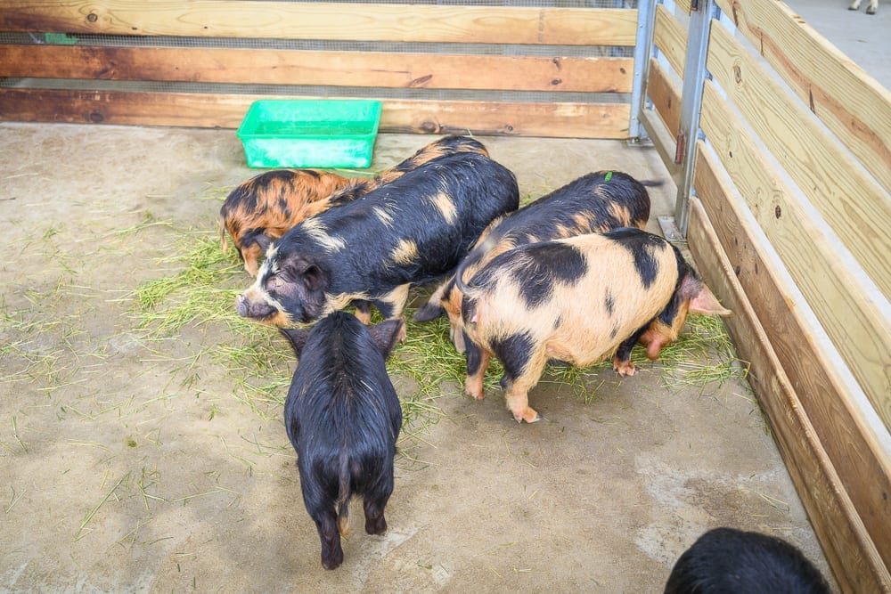 苗栗農場一日遊懶人包|4間親子牧場×香草莊園×動物互動推薦 10 童萌農場