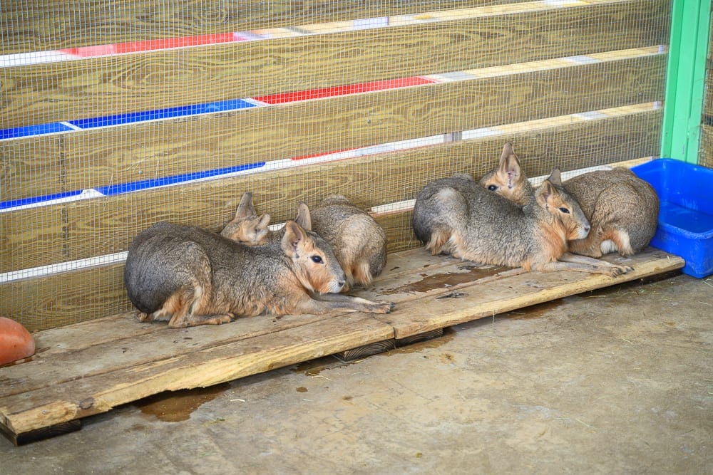苗栗農場一日遊懶人包|4間親子牧場×香草莊園×動物互動推薦 9 童萌農場