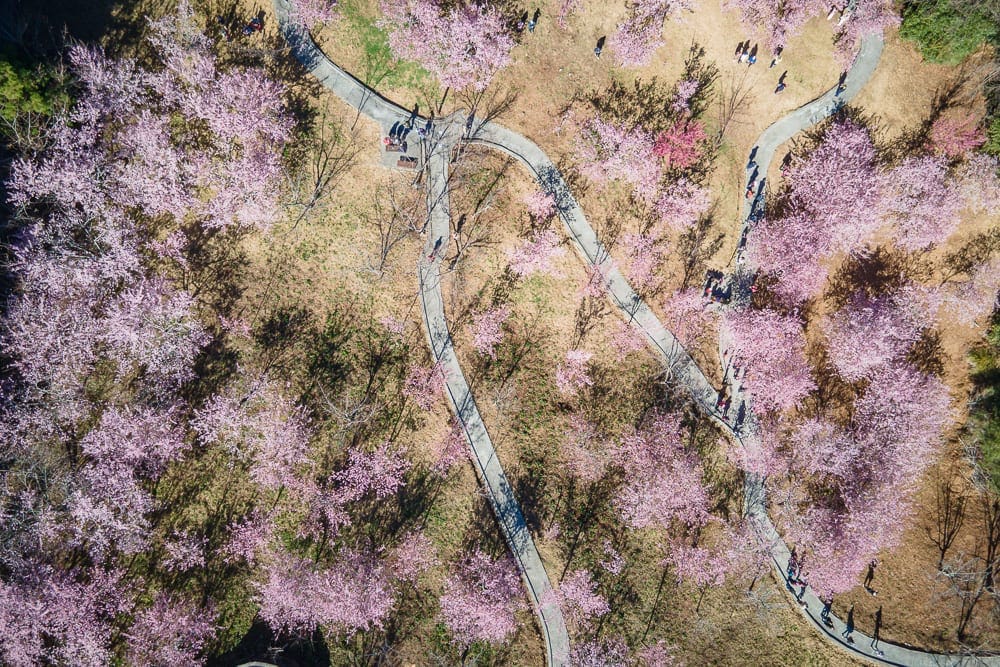台中千櫻園完整攻略|福壽山農場賞櫻步道路線與花期掌握 9 台中千櫻園|鳥瞰視角下的櫻花林公園,粉紅色花樹簇擁,蜿蜒步道交錯,草地斑駁,行人散落其間,樹影斜映地面。