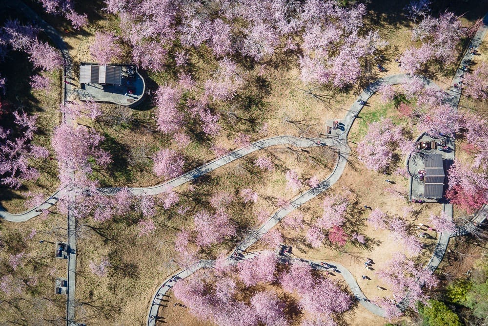 台中千櫻園完整攻略|福壽山農場賞櫻步道路線與花期掌握 3 台中千櫻園 步道路線、野餐攤位與停留時間建議