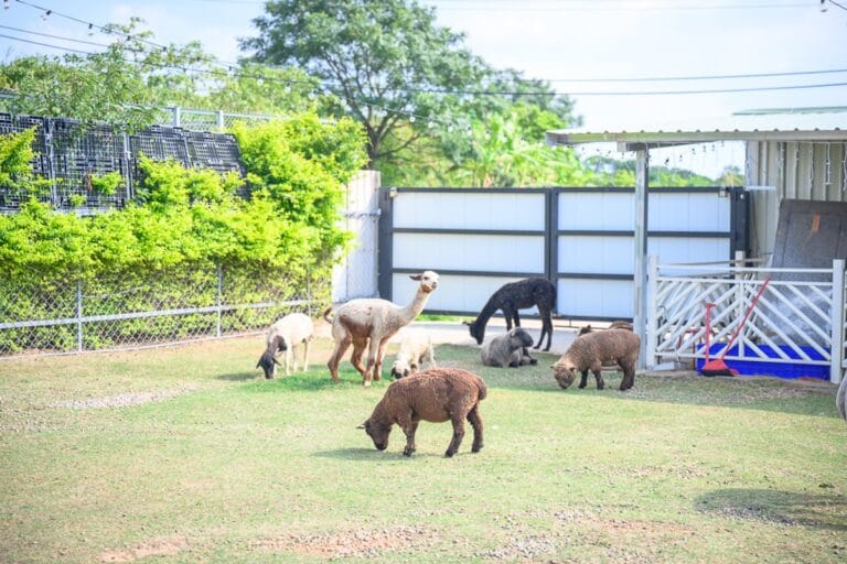 台中晴園咖啡廳｜我們去過才知道，草地養著可愛動物
