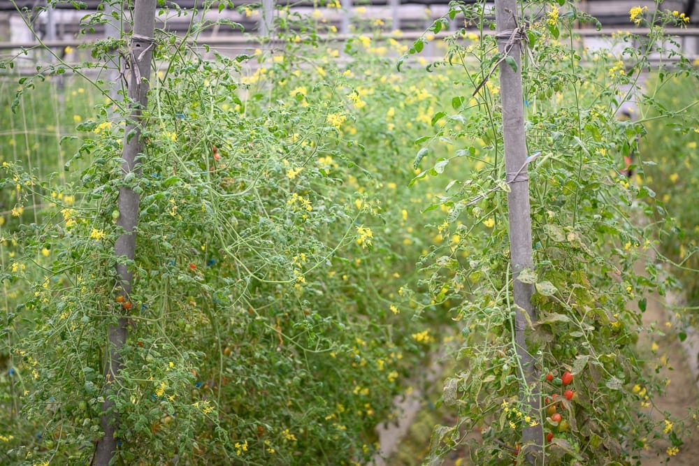 雲林綠金番茄南瓜農場｜溫室、番茄藤蔓、黃花、支柱、紅番茄，綠葉茂密的植株攀爬在直立木杆與網架上，枝頭點綴著黃色小花與未熟果