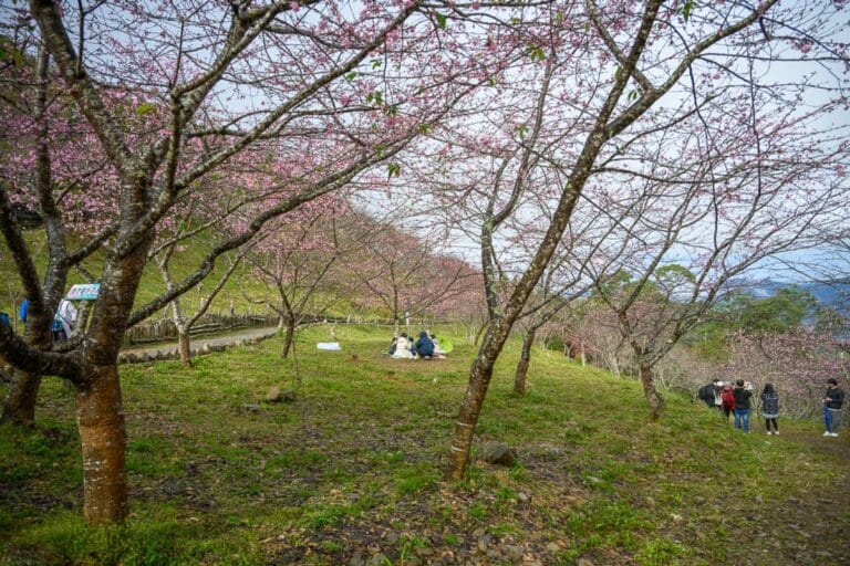 高雄寶來二集團櫻花公園｜櫻花樹林，草皮坡地，山坡小徑，遊客，陰天，灰白天空。枝頭綻放粉紅色花朵，多棵樹木交錯排列，遠處山景層