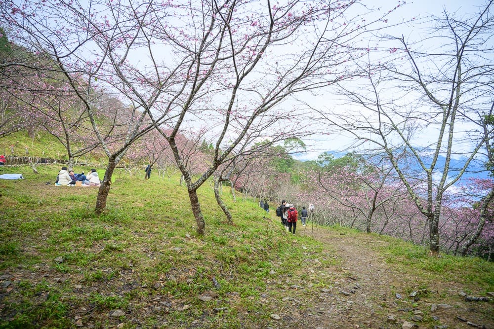 高雄寶來二集團櫻花公園｜山坡、櫻花林、草地、泥土小徑、遠山、遊客，櫻花樹枝葉稀疏，草地上有人野餐休憩，右側小徑上有背背包的遊