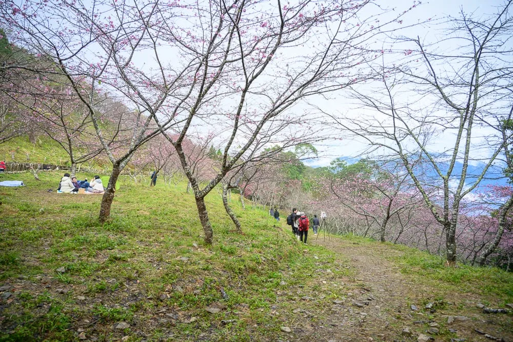 高雄寶來二集團櫻花公園完整攻略|賞花步道與現場市集玩法解析 13 高雄寶來二集團櫻花公園|山坡、櫻花林、草地、泥土小徑、遠山、遊客,櫻花樹枝葉稀疏,草地上有人野餐休憩,右側小徑上有背背包的遊