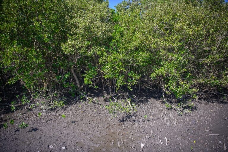 彰化芳苑濕地紅樹林海空步道完整指南|潮間帶生態與海牛車體驗 2 彰化海空步道|紅樹林,濕地,泥灘,氣根,綠葉。畫面充滿密集的灌木叢與交錯的枝幹,下方濕潤的泥土表面長滿筆直的氣根,