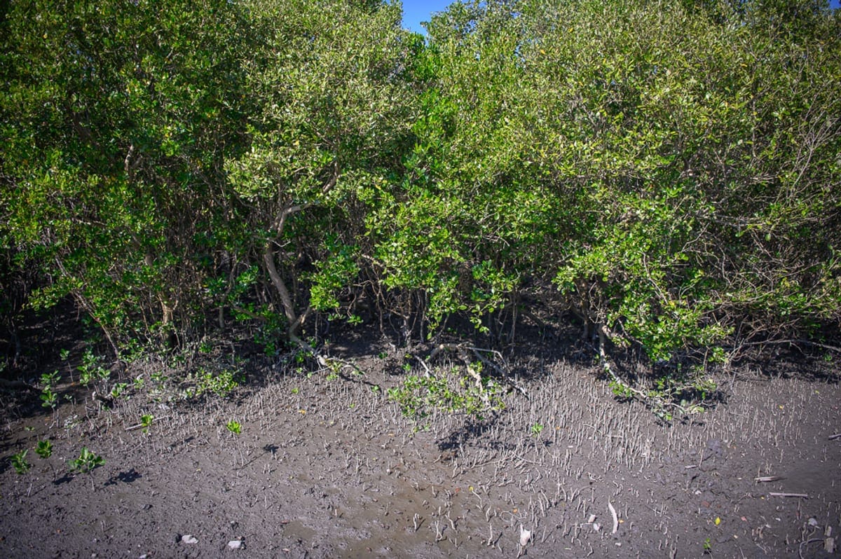 彰化海空步道｜紅樹林，濕地，泥灘，氣根，綠葉。畫面充滿密集的灌木叢與交錯的枝幹，下方濕潤的泥土表面長滿筆直的氣根，