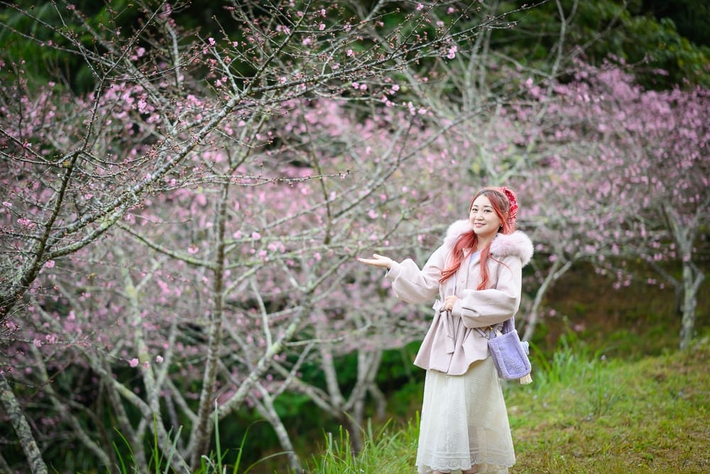 高雄寶來二集團櫻花公園｜粉紅外套女子，櫻花林，草地，斜坡，手提包，樹枝，粉紅花朵，山林背景