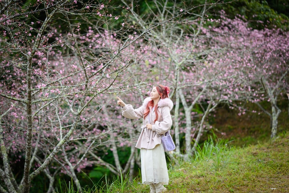 高雄寶來二集團櫻花公園｜櫻花林、草地、女性、粉紅外套、手提包。一名穿著粉色毛領外套的長髮女子站在斜坡草地上，單手指向前方盛開