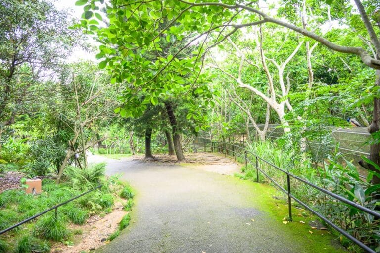 日本沖繩名護動植物Neo Park｜林蔭步道、柏油路、金屬欄杆、綠樹、草叢、網籠、鳥禽，茂密枝葉覆蓋上方，地面潮濕覆苔蘚，右側設有黑色扶
