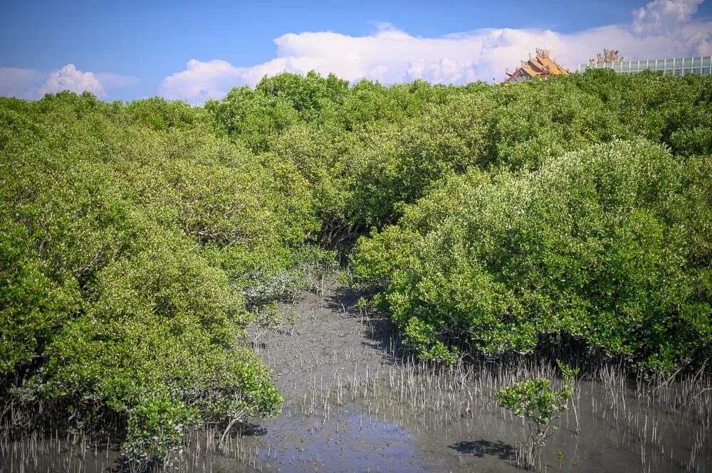 彰化芳苑濕地紅樹林海空步道完整指南|潮間帶生態與海牛車體驗 4 彰化海空步道 退潮時機與曝曬防範
