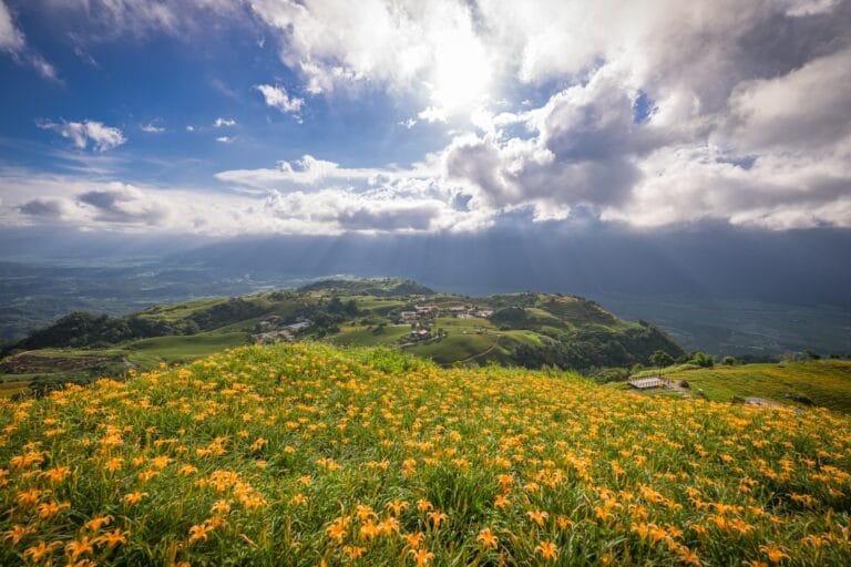 花蓮六十石山金針花海滿開，橙黃花田前景延伸至山頂聚落，遠方為花東縱谷與雲隙光