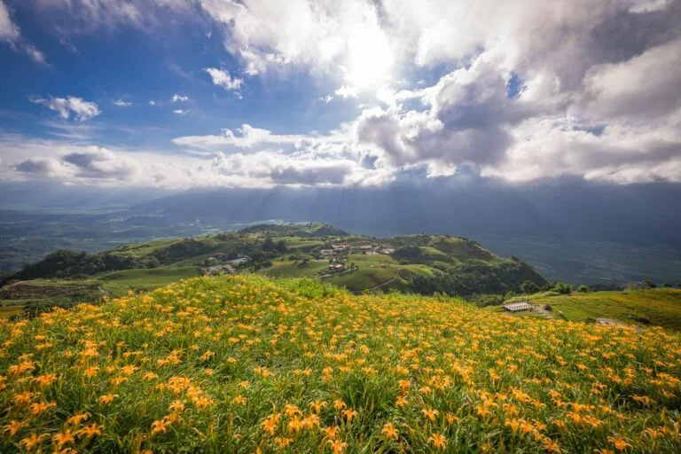 2026花蓮六十石山金針花季完整攻略|交通管制時段、上山路線與最新花況 7 花蓮六十石山金針花海滿開,橙黃花田前景延伸至山頂聚落,遠方為花東縱谷與雲隙光