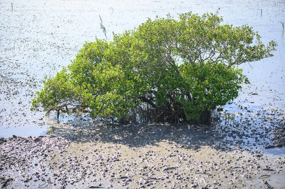 彰化芳苑濕地紅樹林海空步道完整指南|潮間帶生態與海牛車體驗 2 彰化海空步道 紅樹林氣根、泥灘生態與風機地景