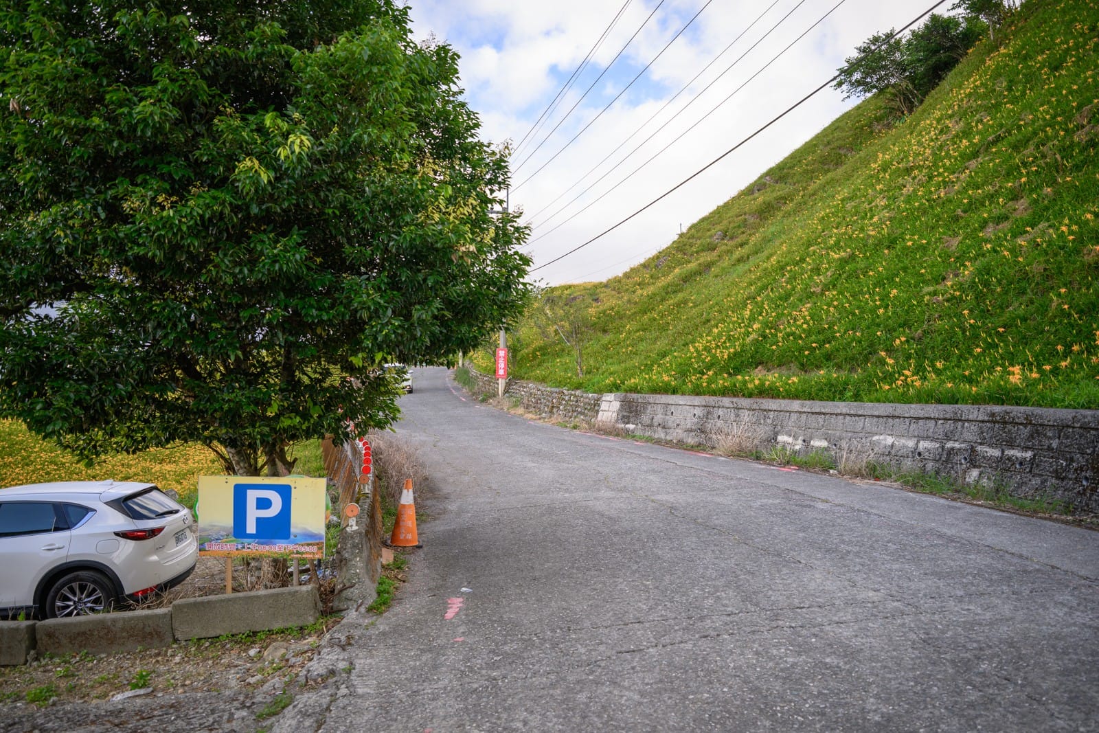 2026花蓮六十石山金針花季完整攻略|交通管制時段、上山路線與最新花況 2 花蓮六十石山產業道路旁的金針花坡與停車場告示牌,路邊立有禁止停車標示與三角錐