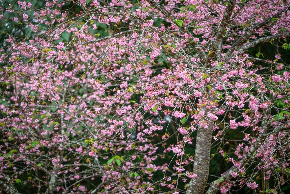 高雄寶來二集團櫻花公園｜櫻花樹、樹幹、粉紅花朵、細枝、綠葉，繁密枝條交錯，花瓣散落枝頭，背景為深色林木，陰天光線柔和。