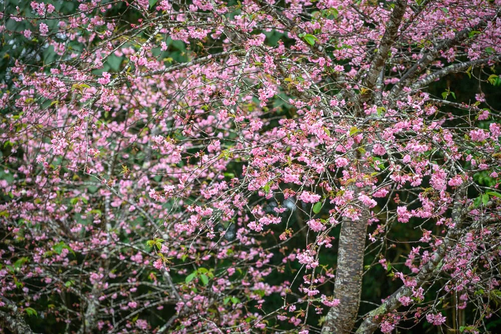 高雄寶來二集團櫻花公園完整攻略|賞花步道與現場市集玩法解析 9 高雄寶來二集團櫻花公園|櫻花樹、樹幹、粉紅花朵、細枝、綠葉,繁密枝條交錯,花瓣散落枝頭,背景為深色林木,陰天光線柔和。