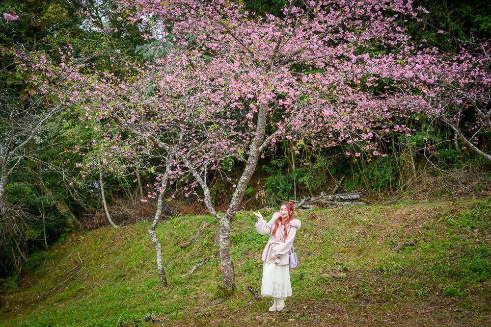高雄寶來二集團櫻花公園 草坡櫻花林與層疊山景