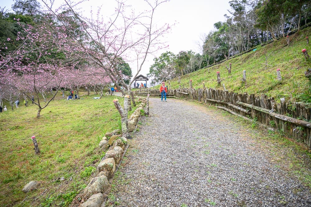 高雄寶來二集團櫻花公園 石階路線、碎石小徑與健行體驗