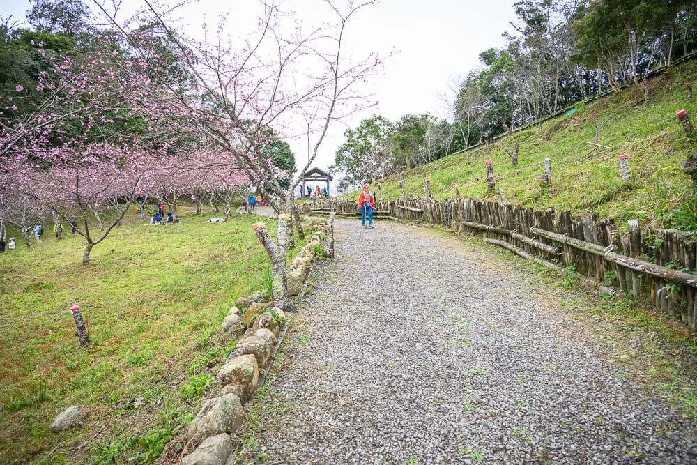 高雄寶來二集團櫻花公園完整攻略|賞花步道與現場市集玩法解析 3 高雄寶來二集團櫻花公園 石階路線、碎石小徑與健行體驗
