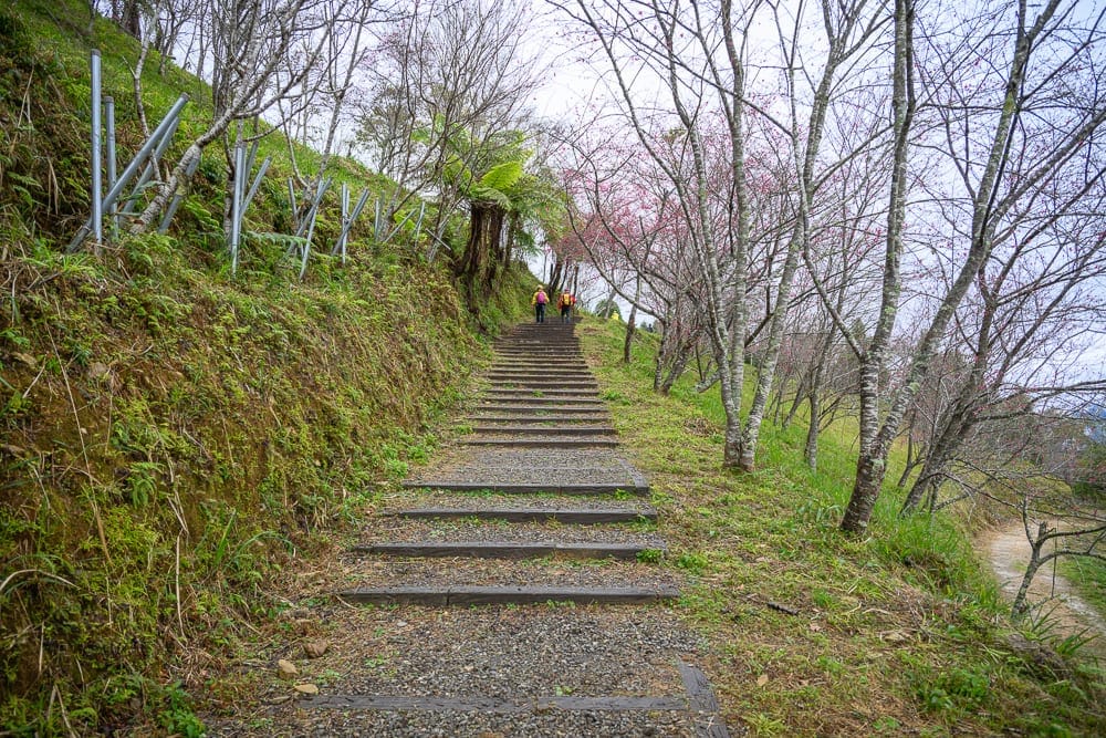 高雄寶來二集團櫻花公園｜階梯、山坡、樹林、鐵柱、健行者，長長的石階向上延伸，左側斜坡覆滿綠苔並插著金屬防護柱，右側落葉枯枝間