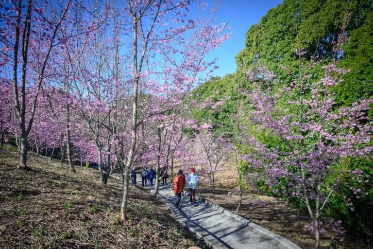台中千櫻園｜櫻花林、步道、遊客、山坡、樹木。晴朗藍天下的山坡櫻花林，兩側綻放粉紅色花朵，水泥步道上有數名遊客漫步