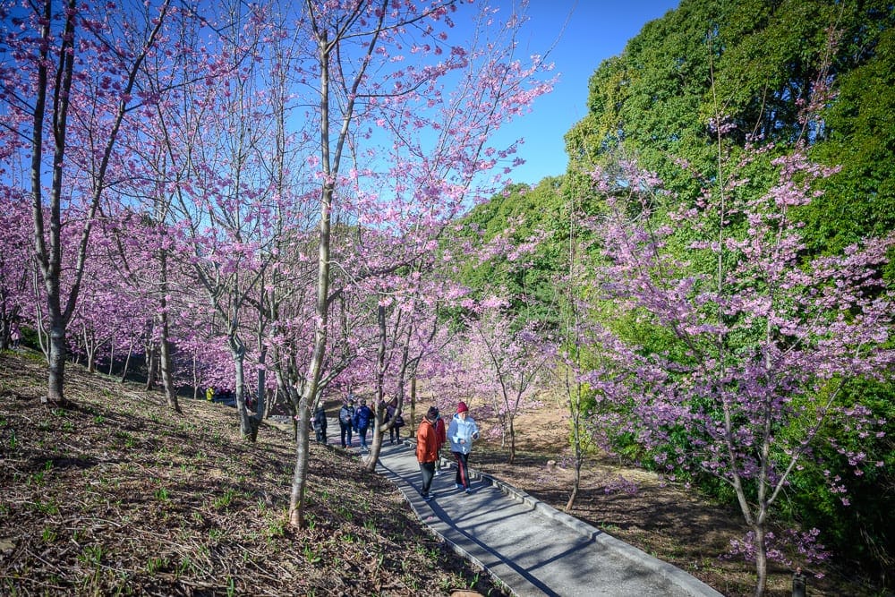 台中千櫻園完整攻略|福壽山農場賞櫻步道路線與花期掌握 1 台中千櫻園|櫻花林、步道、遊客、山坡、樹木。晴朗藍天下的山坡櫻花林,兩側綻放粉紅色花朵,水泥步道上有數名遊客漫步