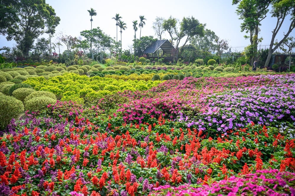 苗栗花露農場｜花圃、草叢、樹木、建築、椰子樹。開闊的戶外苗圃中，前景鋪滿紅紫相間的矮叢花卉，中景過渡為黃綠色球形灌