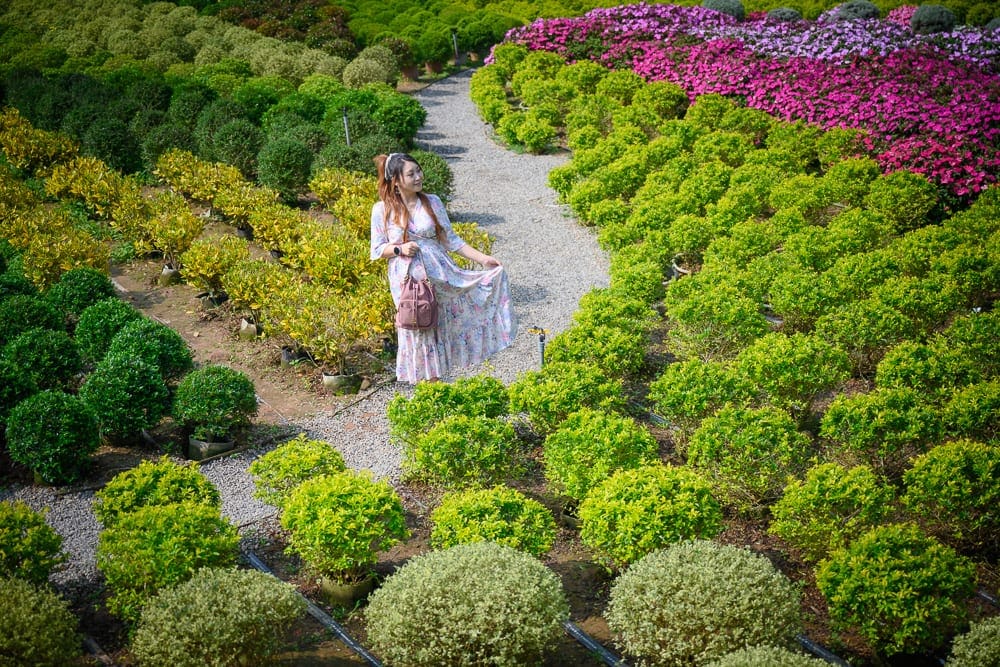 苗栗花露農場 繡球花牆、牡丹與多彩花圃