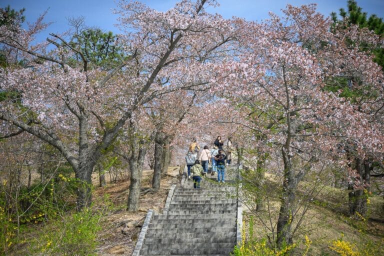 韓國慶州佛國寺櫻花｜石階、櫻花樹、遊客、林道、坡地。多位遊客正走上石階，兩側茂密的櫻花樹枝椏交錯，粉白花朵盛開，樹幹粗壯