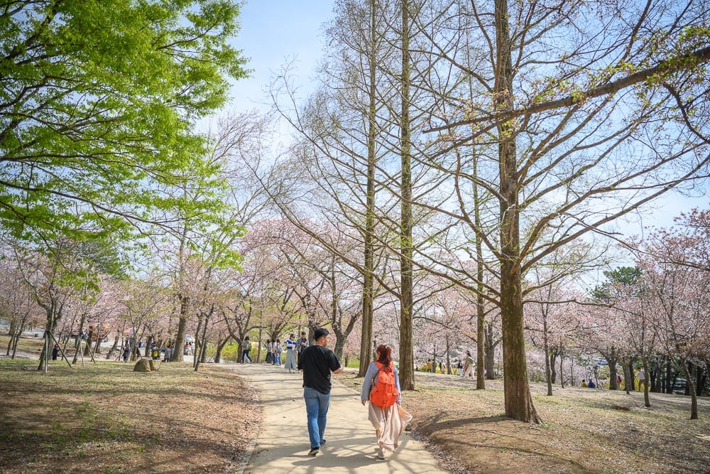 韓國慶州佛國寺櫻花完整指南|石階林道與寺廟場景攻略 10 韓國慶州佛國寺櫻花|泥土小徑,高聳枯樹,粉紅櫻花林,綠樹,行人,背包客,公園,白天光線