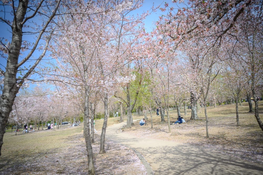 韓國慶州佛國寺櫻花完整指南|石階林道與寺廟場景攻略 11 韓國慶州佛國寺櫻花|櫻花樹林,泥土小徑,草地,遊客。林間粉白色花朵盛開,地面散落花瓣與枯葉。藍天白雲下,人們散步拍照與野