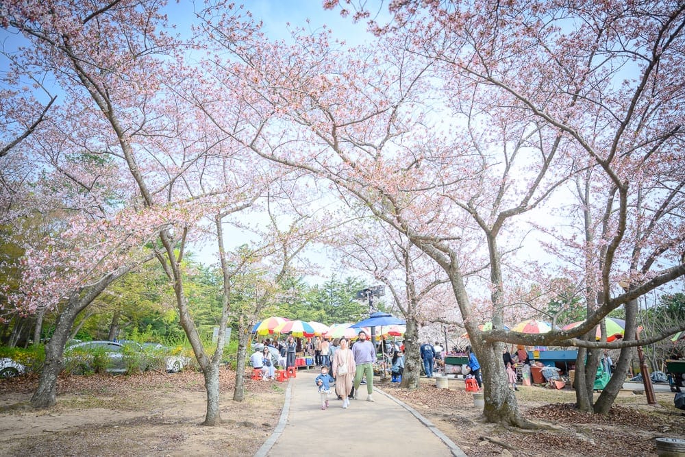 韓國慶州佛國寺櫻花完整指南|石階林道與寺廟場景攻略 3 韓國慶州佛國寺櫻花 泥土小徑到石板步道的散步節奏