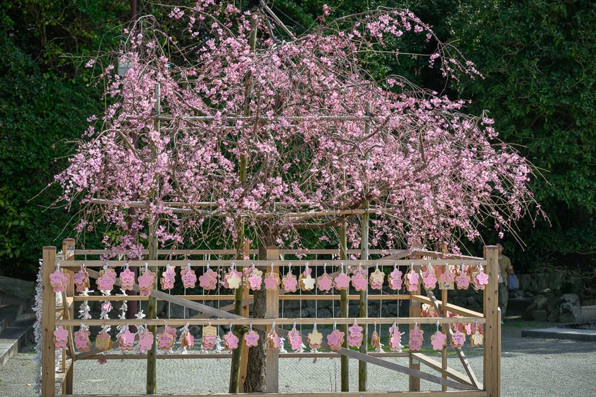日本福岡-護國神社｜粉紅櫻花樹，木架，繪馬，石子地，背景綠樹。木製圍欄上掛滿櫻花造型的粉紅繪馬，垂墜的枝條佈滿粉紅色花朵