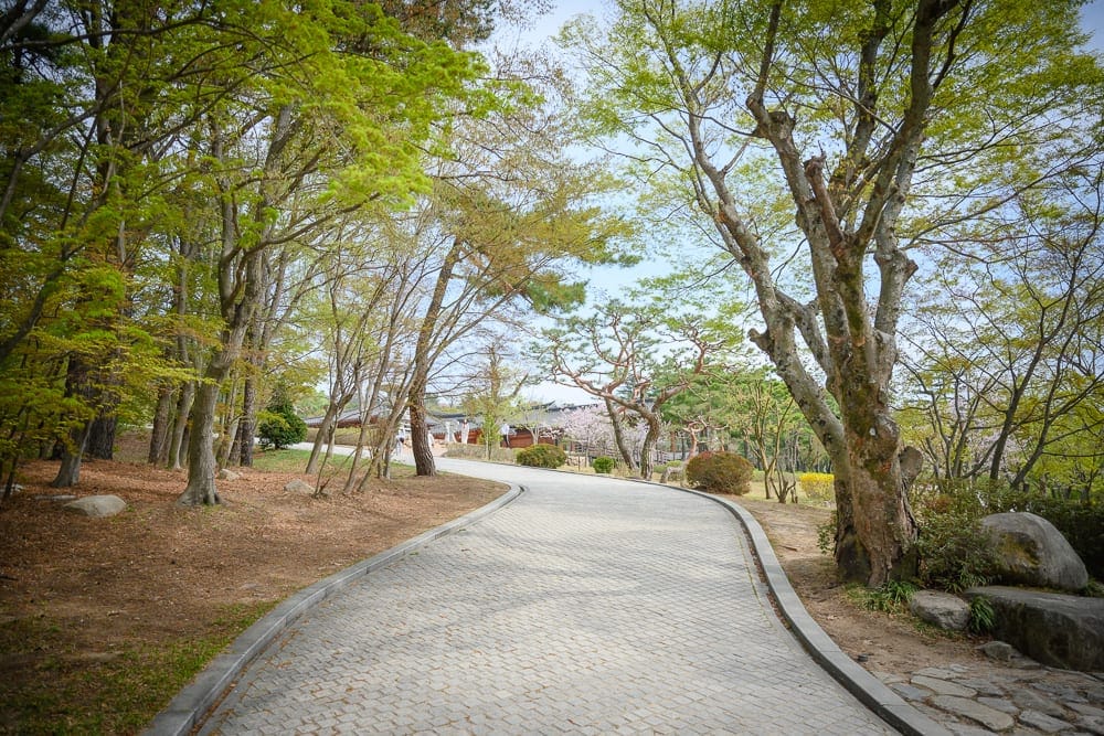 韓國慶州佛國寺櫻花完整指南|石階林道與寺廟場景攻略 2 韓國慶州佛國寺櫻花 粉白花拱長廊與天王門入口