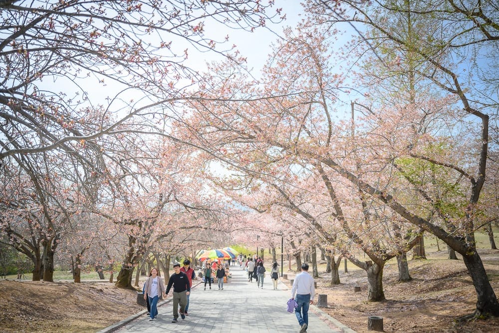 韓國慶州佛國寺櫻花完整指南|石階林道與寺廟場景攻略 13 韓國慶州佛國寺櫻花|櫻花樹、步道、遊客、林道、花海。櫻花林道鋪設石板路面,兩側繁花盛開,枝頭點綴粉白花朵,多名遊客漫步其