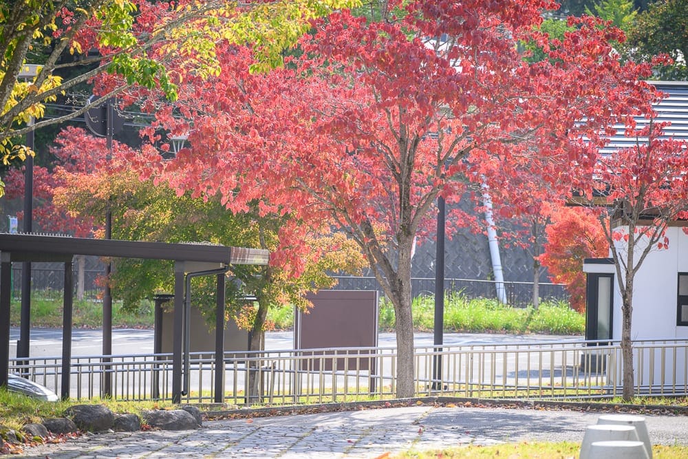 日本福島-吉利蛋公園｜街道、樹木、楓紅、建物、欄桿、遮雨棚、指標牌，道路旁林立著轉紅的樹木與綠葉，後方可見白色建築外牆與金