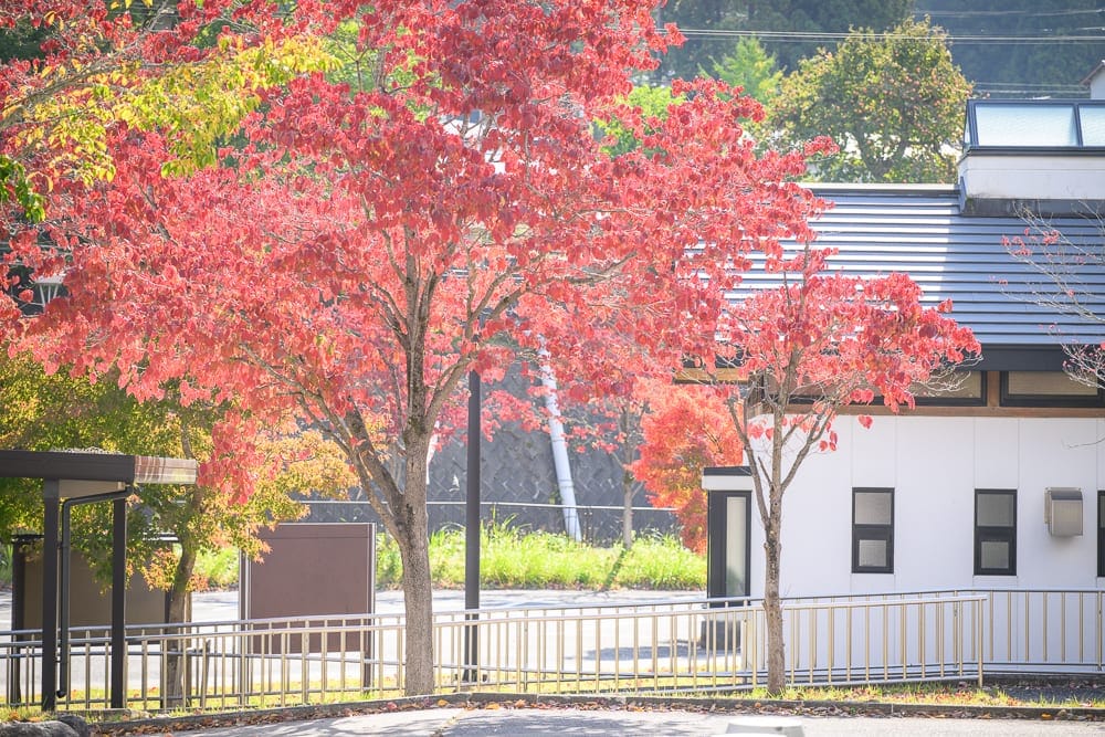 日本福島-吉利蛋公園｜紅葉樹木、白色建築、斜屋頂、鐵栏杆、窗戶，明亮光線下展現秋日戶外景色。