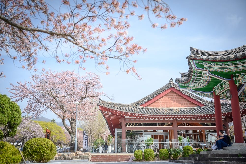韓國慶州佛國寺櫻花完整指南|石階林道與寺廟場景攻略 8 韓國慶州佛國寺櫻花|櫻花樹、古風建築、屋簷、欄杆、戶外咖啡座、石階、藍天,盛開的粉紅櫻花枝條點綴前景,傳統瓦屋與現代玻璃