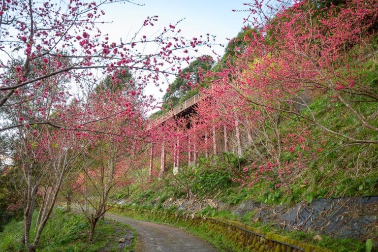 新竹愛上喜翁露營｜櫻花樹、步道、山坡、高架涼亭、草地，粉紅花朵遍佈枝頭，彎曲泥土小徑延伸至綠意山林間。