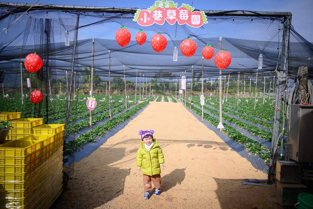 苗栗小巷迷宮草莓園｜小孩、草莓園、黃色塑膠籃、遮光網、紅草莓裝飾燈，入口處懸掛招牌，兩側為種植草莓的土壟，地面鋪設黃土，