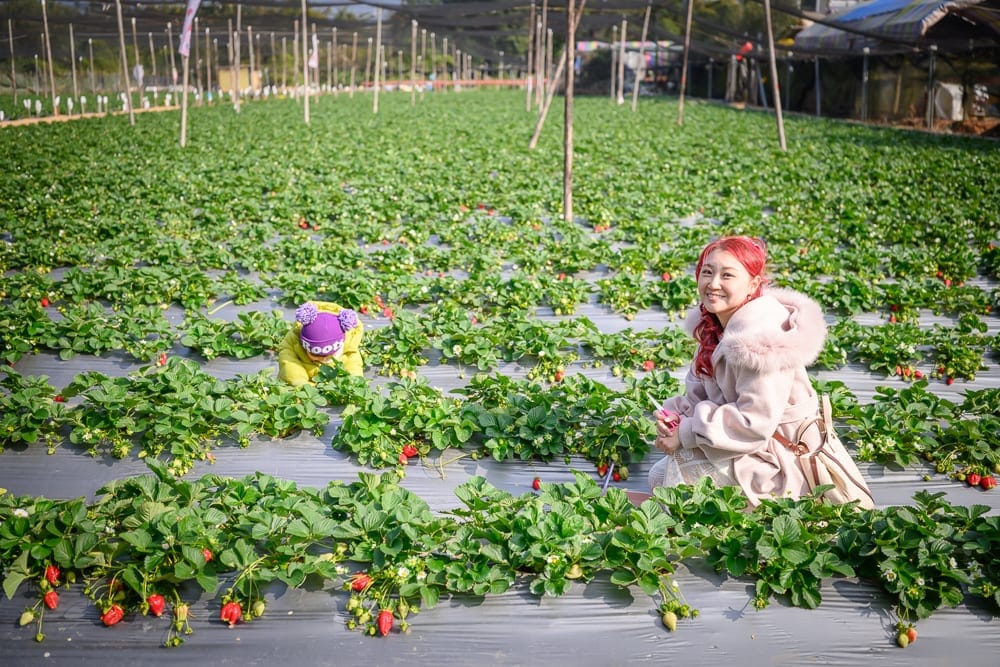苗栗小巷迷宮草莓園｜草莓園、綠葉、紅色果實、女性、兒童、塑膠地膜、木柱架、遮陽網，紅色頭髮女子穿著米色毛毛連帽外套蹲在畦