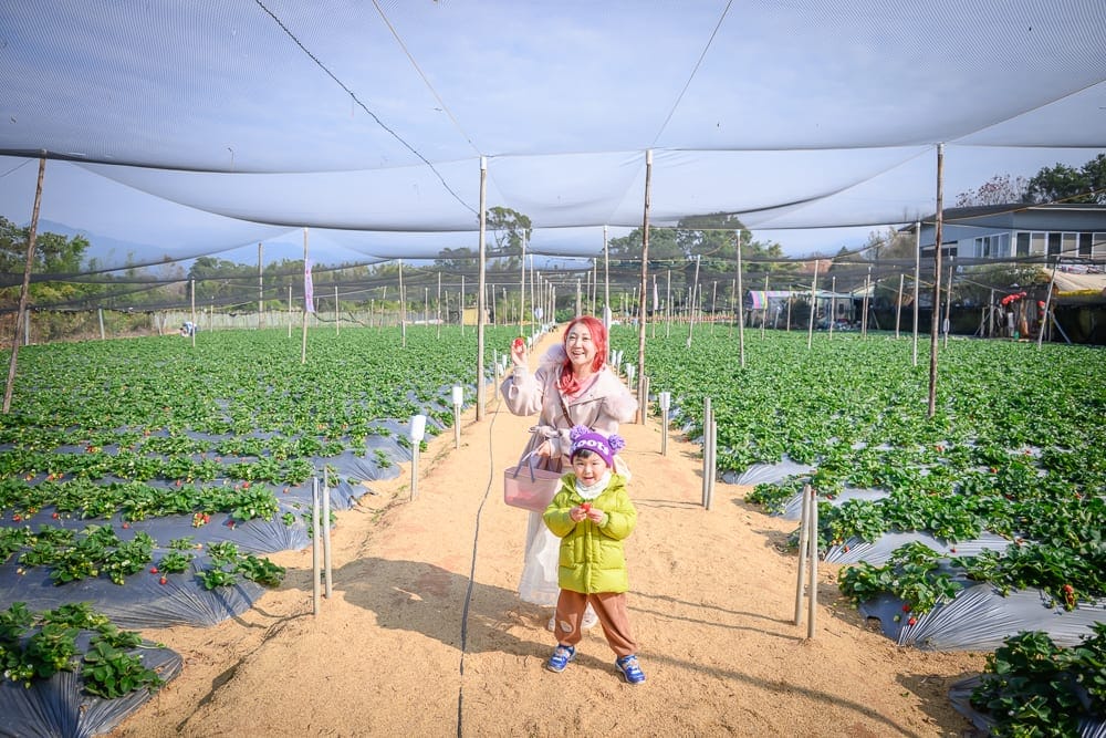 苗栗小巷迷宮草莓園｜草莓園，農田，網室，婦人，小孩，泥土小徑。成行的綠葉壟畦覆蓋黑色塑膠布，上方張掛白色遮陽網，遠處有低