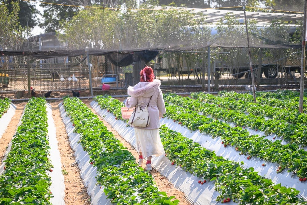 苗栗小巷迷宮草莓園｜草莓園，綠葉，紅色果實，塑膠布，農田，女子，白色外套，提袋，網室，柵欄，遠方車輛。